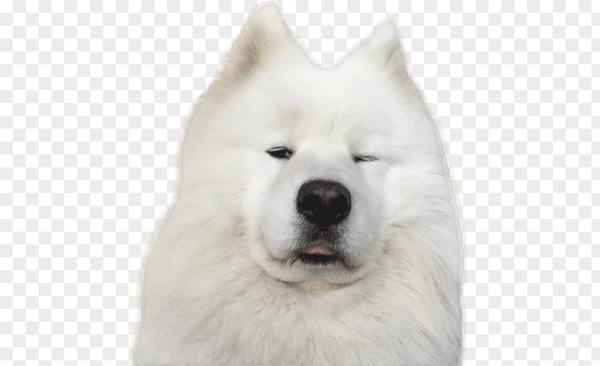 Samoyed Dog American Eskimo Canadian Akita Breed PNG