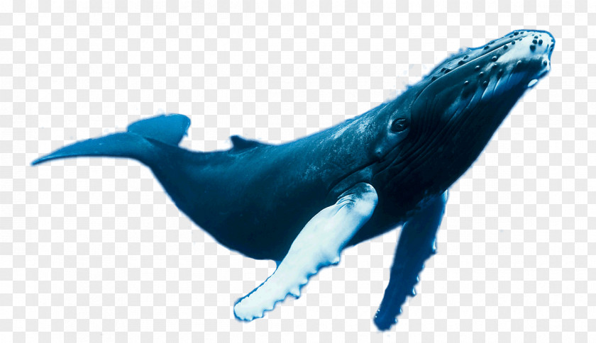 Aquatic Creatures Dolphin Cetaceans Web Project PNG