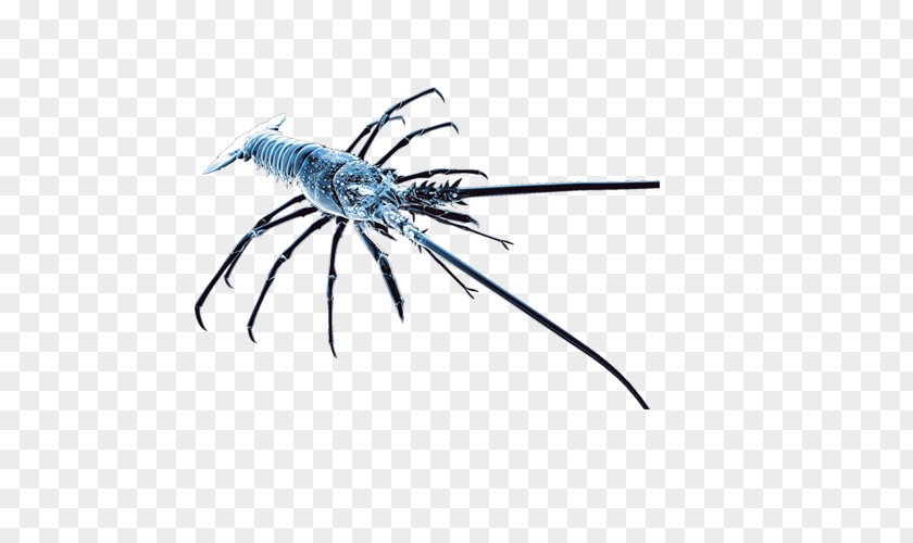 Blue Shrimp Pictures Caridea PNG
