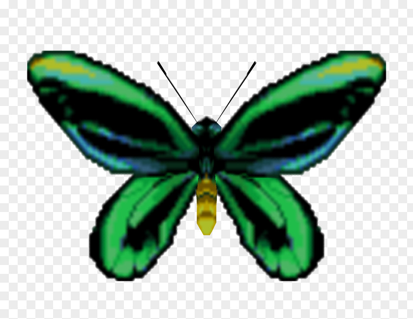 Butterfly Monarch Ornithoptera Priamus Birdwing Allotei PNG