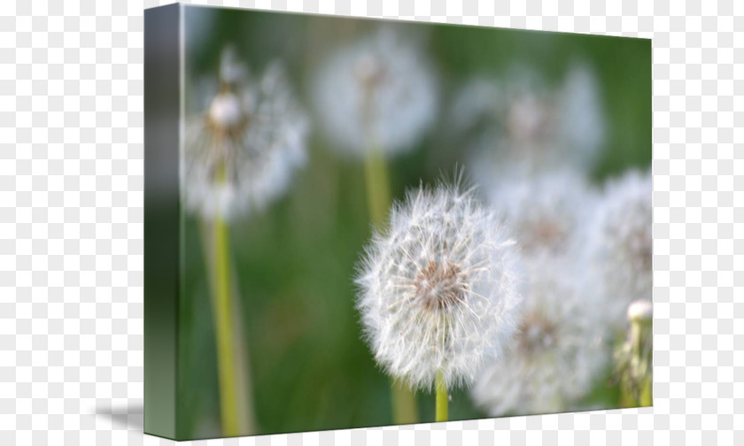 Dandelion Desktop Wallpaper Close-up Computer PNG