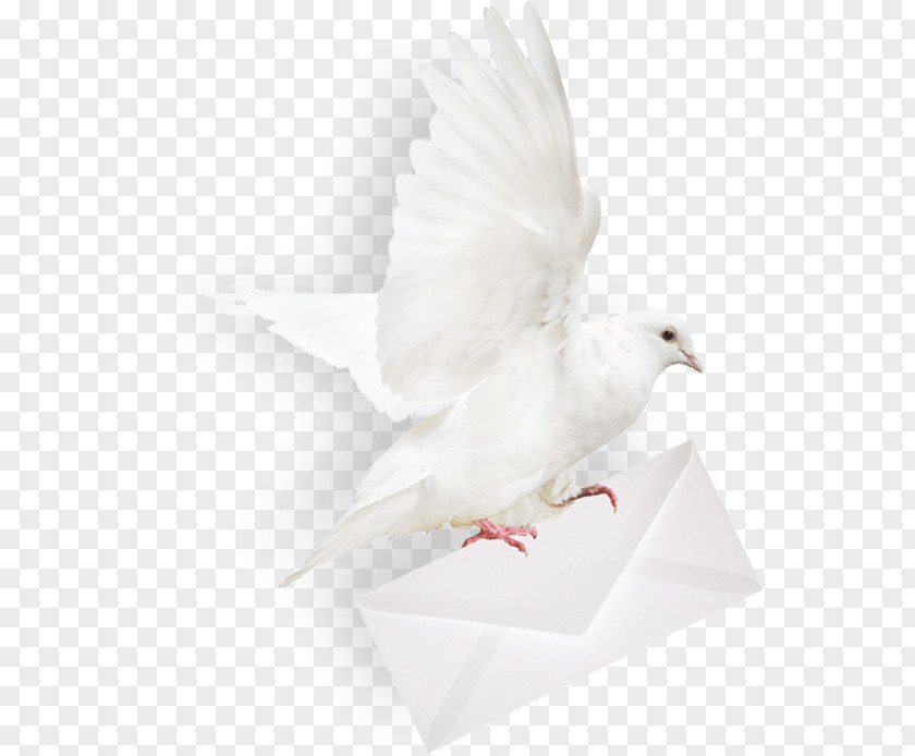 Envelope Homing Pigeon Columbidae Mail PNG