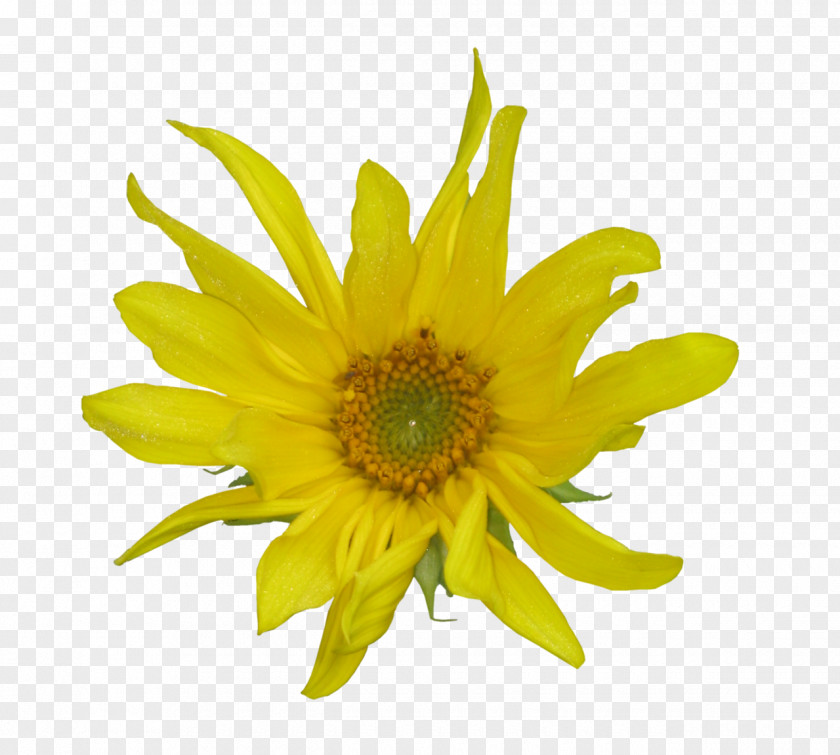 Orange Yellow Flower Dandelion Clip Art PNG