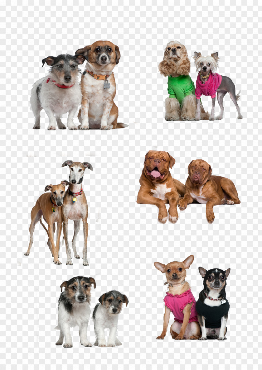Two Dogs Together Dog Breed Puppy Companion PNG
