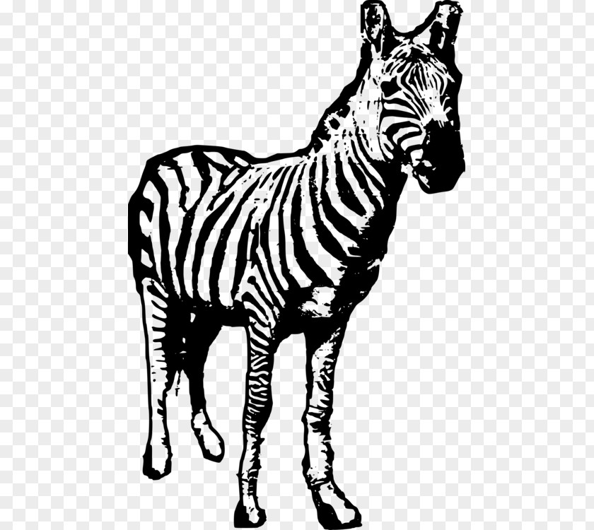 Africa Clip Art Animals Zebra Image Tiger PNG