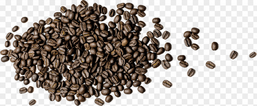 Coffee Bean Dry Roasting 土居珈琲 Commodity PNG
