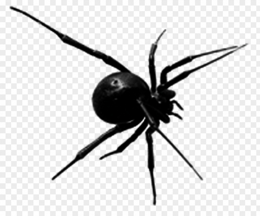 Evil Spider Drawing Cartoon Halloween PNG