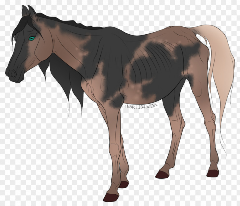 Mustang Mule Foal Stallion Mare Colt PNG