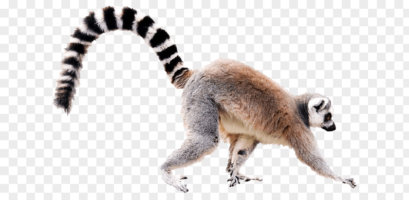 Ring-tailed Lemur Black-and-white Ruffed Crowned Stock Photography PNG