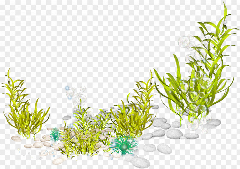 Sand Marine Biology Aquatic Plants Ocean Seabed PNG