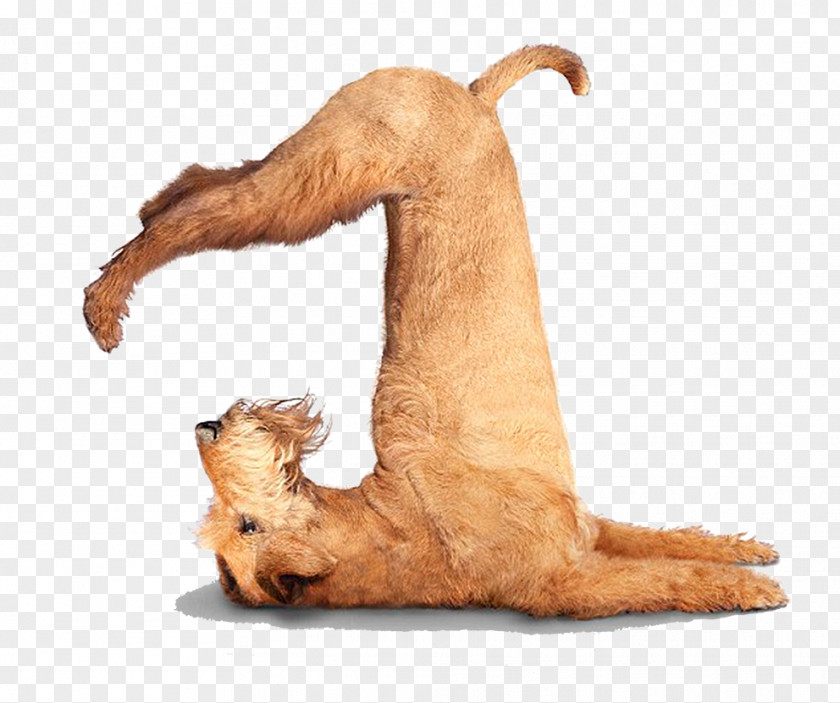Yoga Dogs Chihuahua Puppy Flexibility PNG