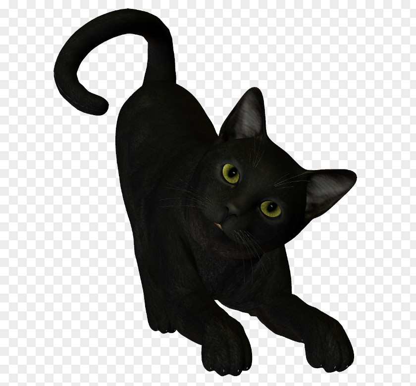 Black Cat Bombay Korat Burmese Whiskers PNG