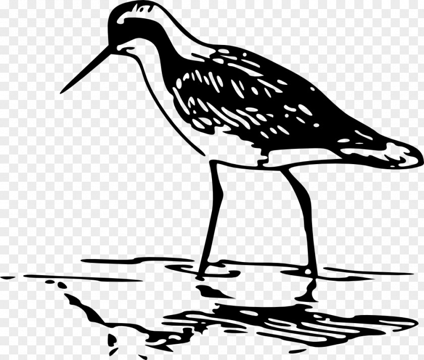 Oystercatcher Cranelike Bird Line Drawing PNG