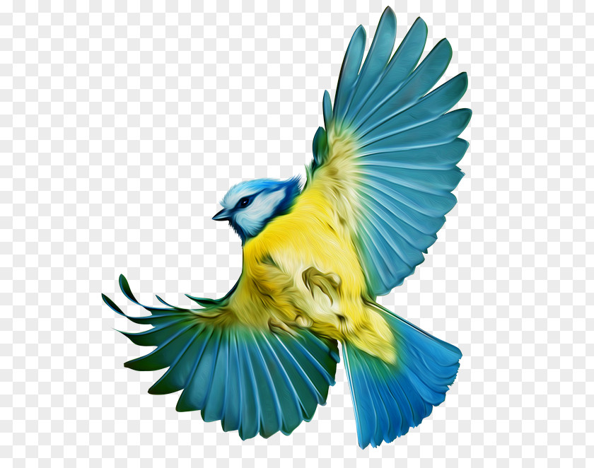 Bird Macaw Parakeet Clip Art PNG