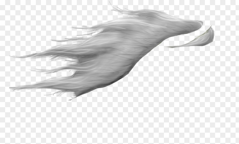 Fantasy Wings Horse Mane DeviantArt Drawing PNG