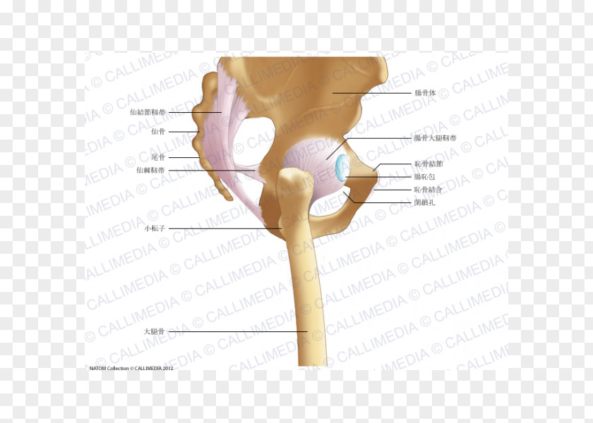 Iliopectineal Line Hip Pelvis Iliofemoral Ligament Anatomy PNG