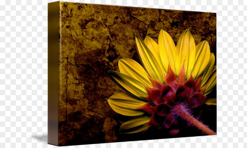Sunflower 3D Still Life M PNG