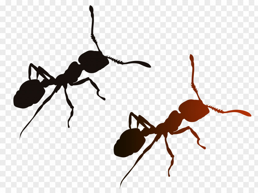 Ant Clipart Black And White Red Imported Fire Solenopsis Geminata IQOS Insect PNG