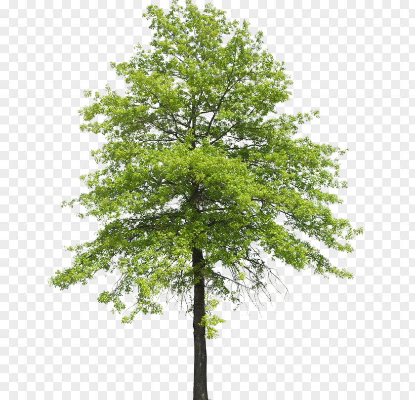 Arboles Tree Plant Shrub Nature Transpiration PNG