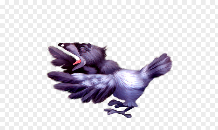 Bird Feather Beak Common Raven Oiseaux Variés PNG