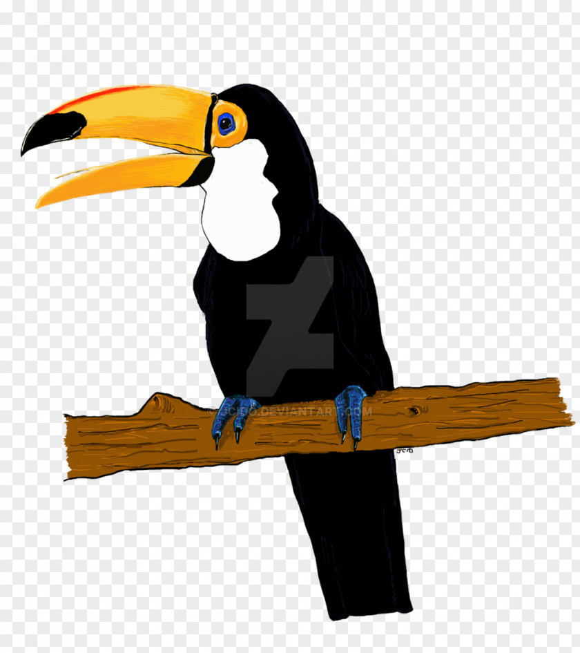 Bird Toucan Drawing Art PNG