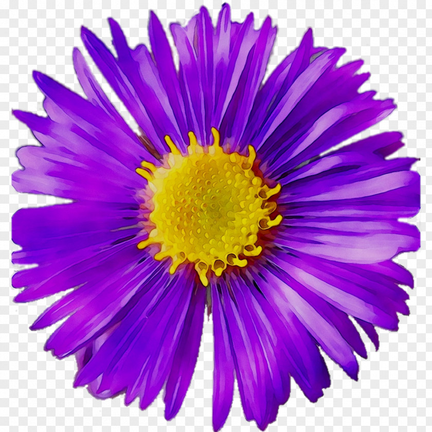 Chrysanthemum Cut Flowers Aster Purple PNG