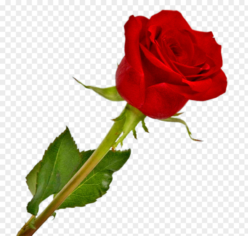 Derrick Rose Transparent Clip Art Red Garden Roses Pink PNG
