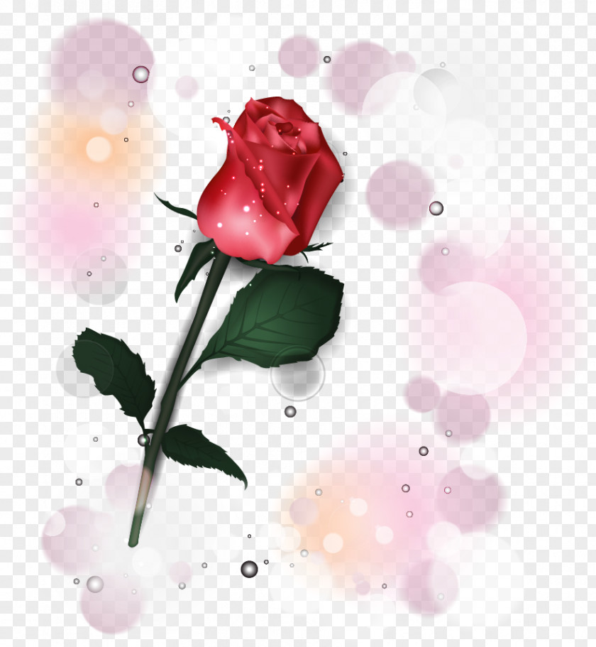 Garden Roses Desktop Wallpaper Centifolia Love PNG