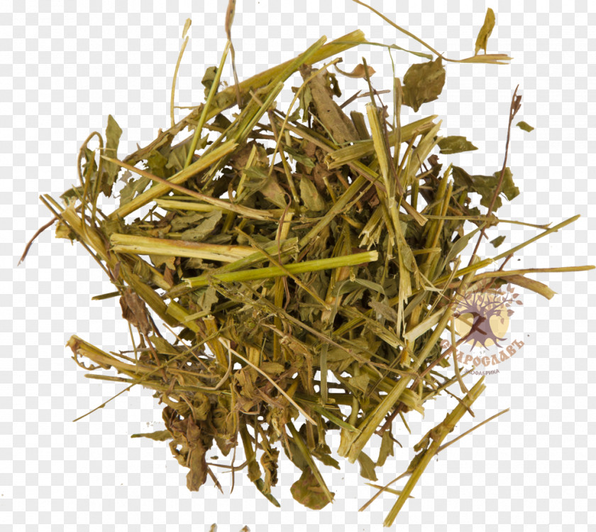 Hōjicha Herb Agrimonia Eupatoria PNG