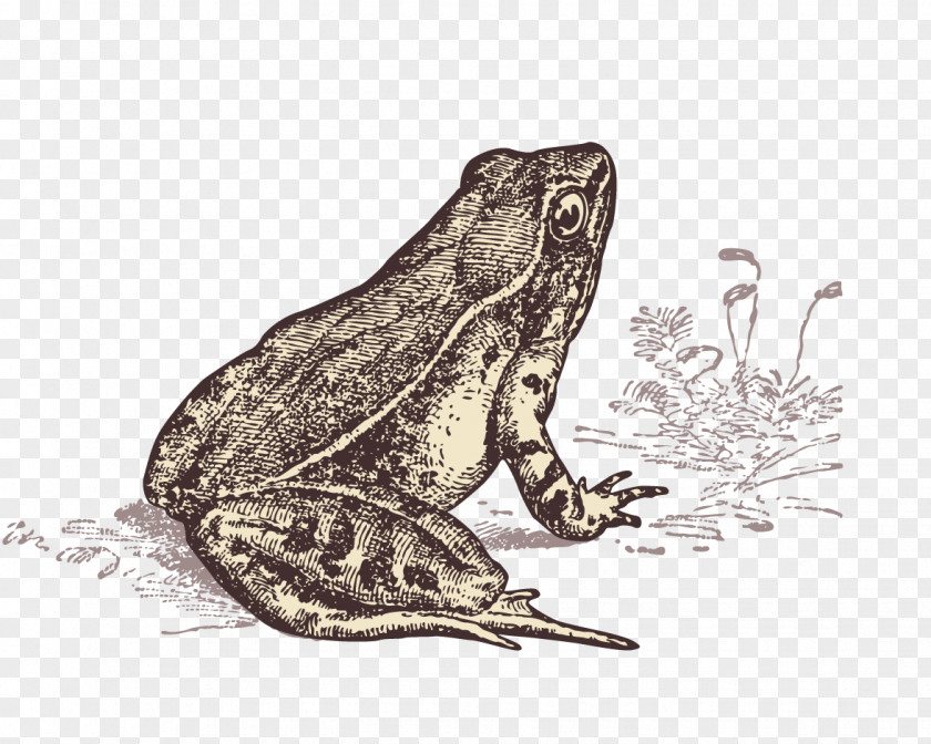 Hand Painted Frog Line Material Les Dictons De Ma Grenouille: ...au Fil Des Saisons Toad PNG