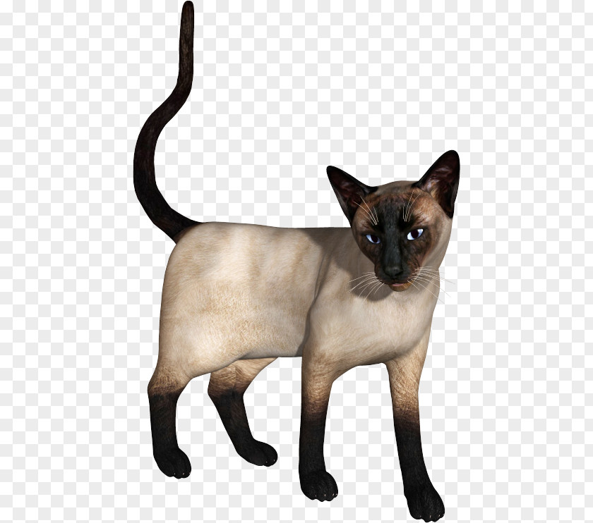 Siamese Cat Burmese Tonkinese Domestic Short-haired Whiskers PNG