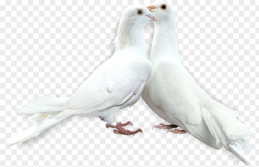 Bird Pigeons And Doves Domestic Pigeon Image PNG