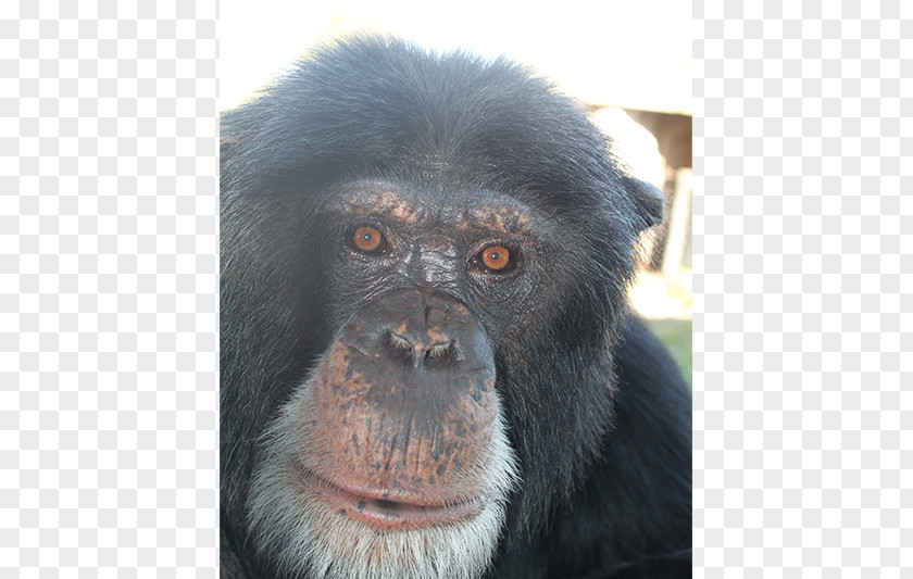 Chimpanzee Common Gorilla Primate Monkey Siamang PNG