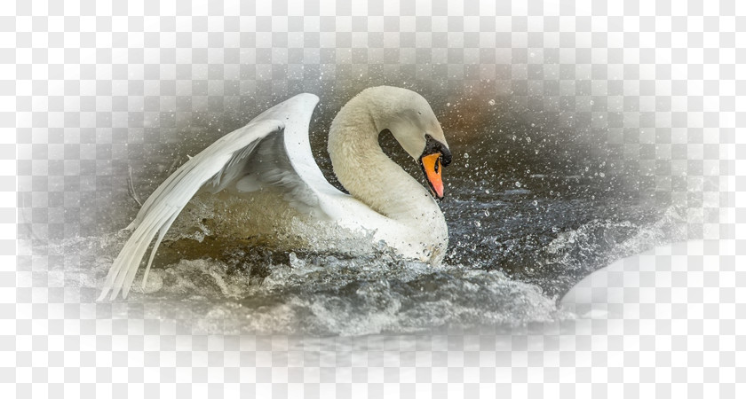 Computer Cygnini Beak Desktop Wallpaper Water Bird Close-up PNG