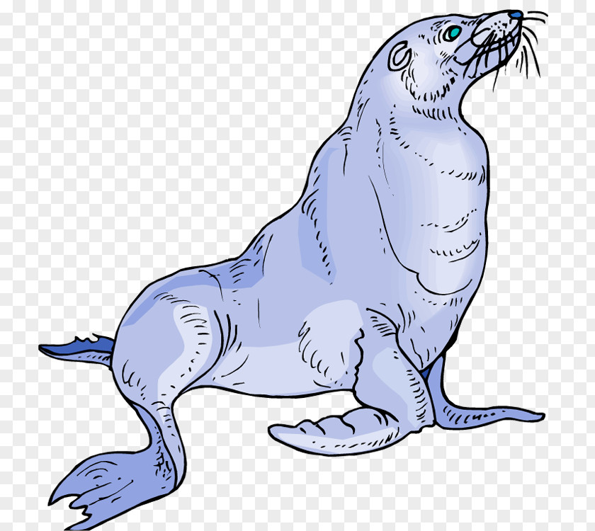 Cute Cartoon Seals Baby Sea Lion Pinniped Clip Art PNG