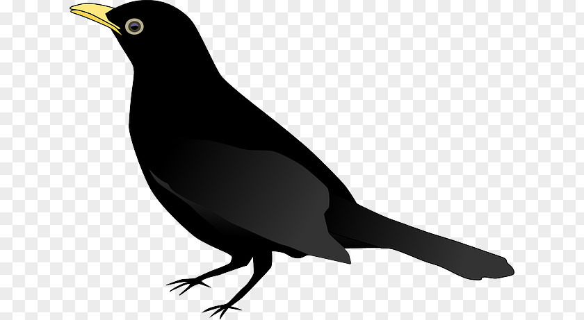 Pile Of Paper Flying Common Blackbird Clip Art Drawing PNG