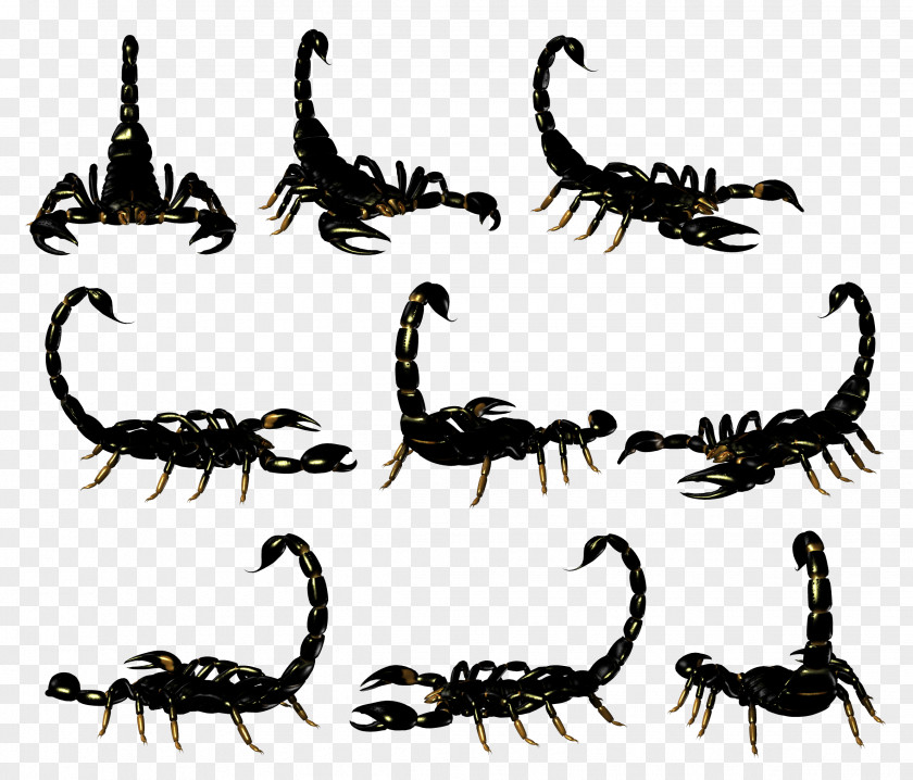 Scorpion Clip Art PNG