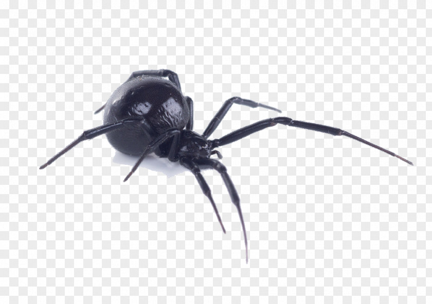 Spider Bite Southern Black Widow Western Brown Recluse PNG