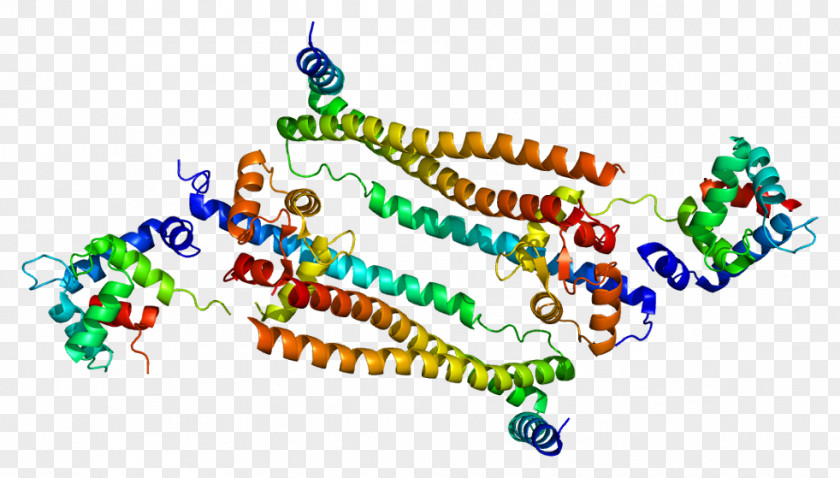 Troponin TNNI3 Tropomyosin TNNT2 Gene PNG