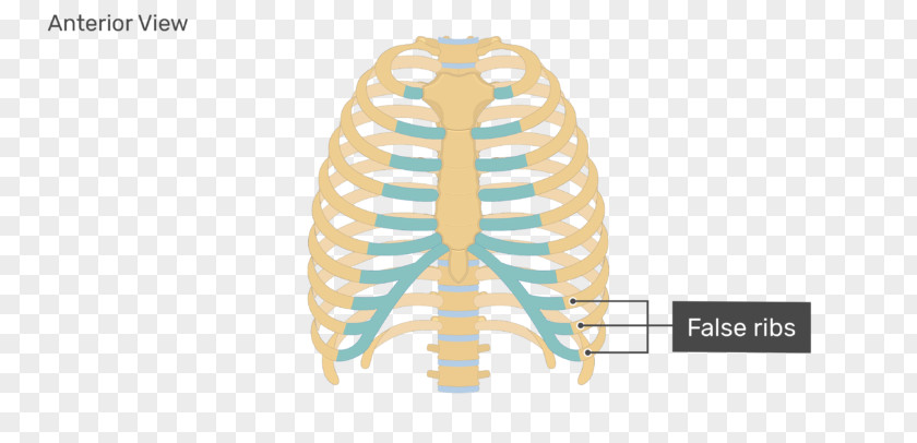 Two Pairs Of Cages Clavicle Fracture Human Skeleton Axial Sternum PNG
