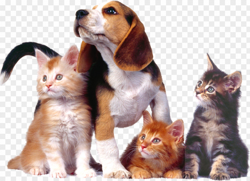 Dog–cat Relationship Puppy Kitten PNG relationship Kitten, Cat clipart PNG