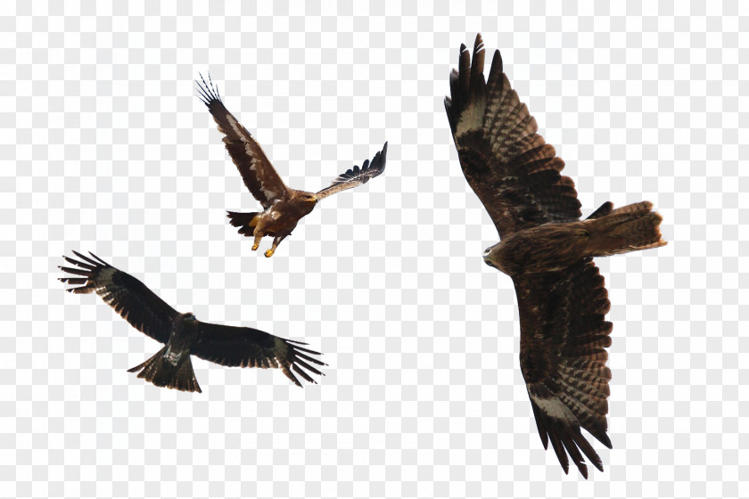 Is Flying Dapeng Flight Bald Eagle Bird PNG