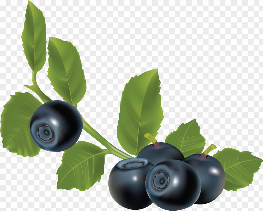 Blueberries Berry Euclidean Vector Download Clip Art PNG