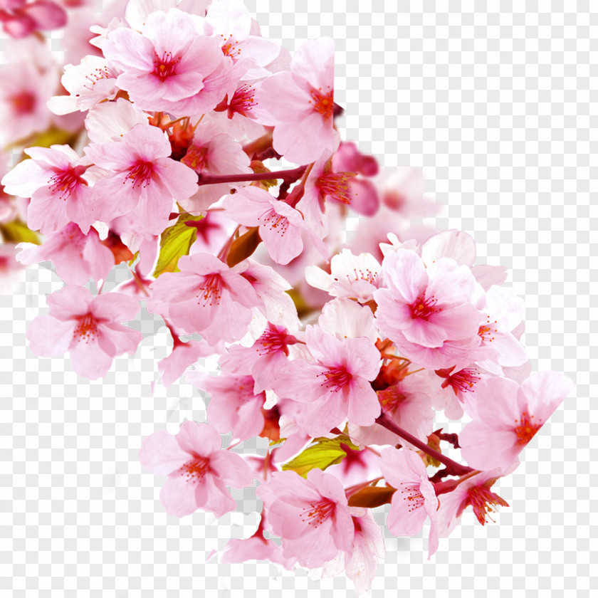 Cherry Elements Wuzhishan City Blossom Flowering Tea Petal PNG