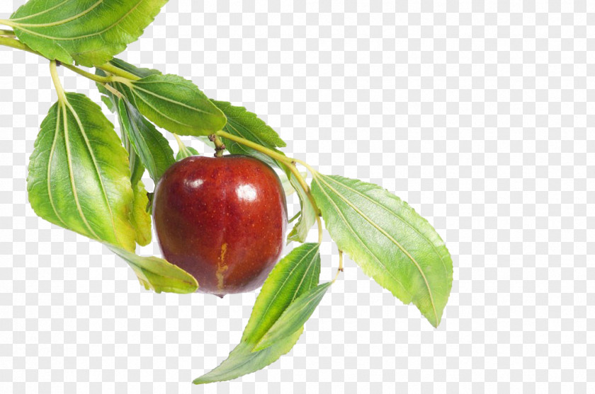 Dates Jujube Fruit Food Leaf PNG