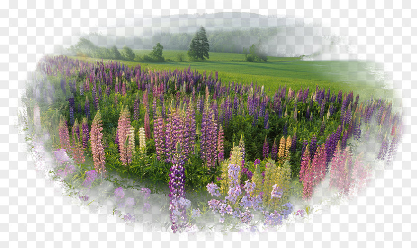 Desktop Wallpaper Nature Natural Landscape PNG