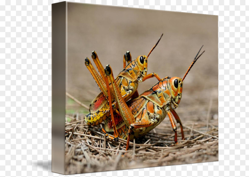 Insect Locust Grasshopper Ensifera Bush Crickets PNG