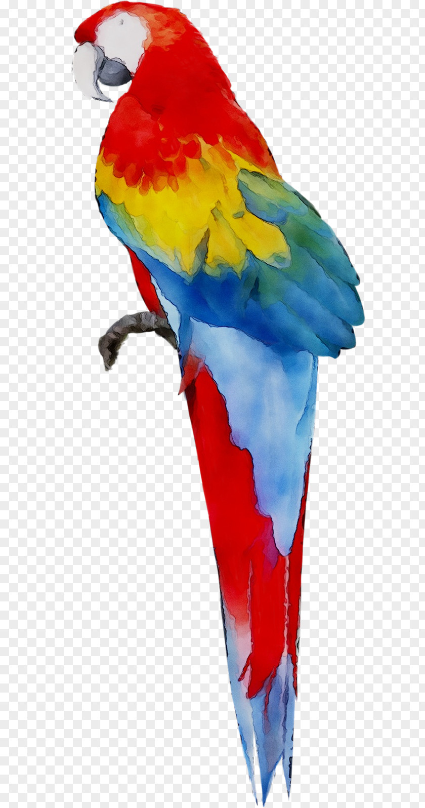 Macaw Parakeet Feather Beak Pet PNG