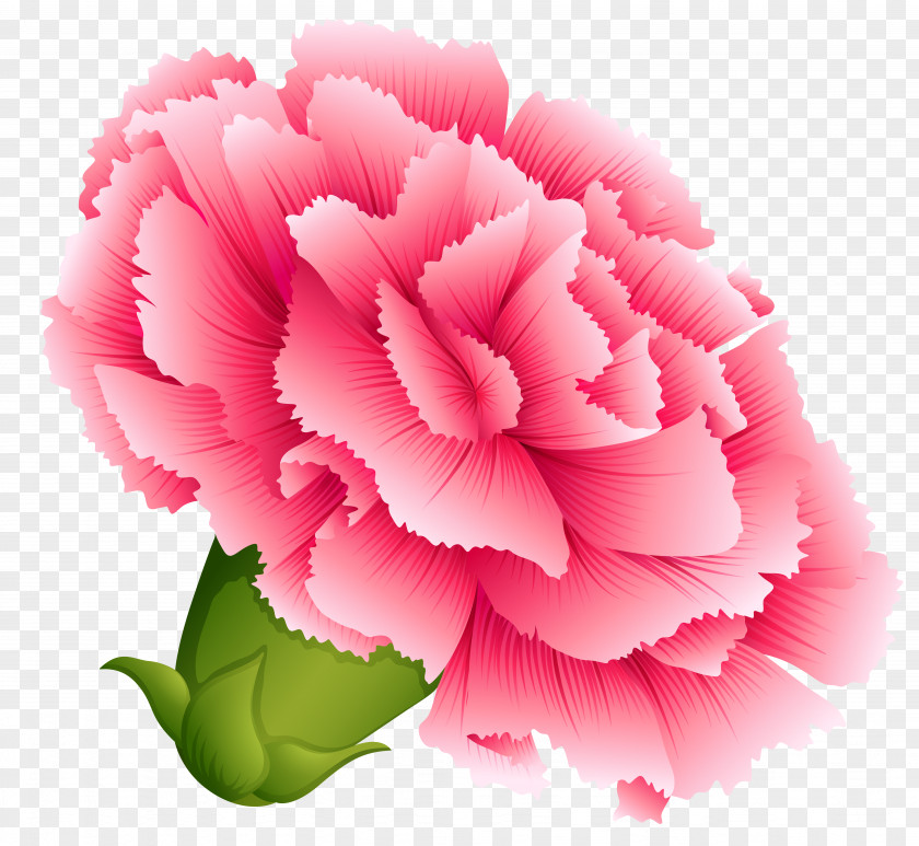 Pink Carnation Clipart Image Clip Art PNG
