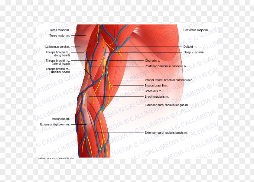 Arm Elbow Muscle Forearm Augšdelms PNG